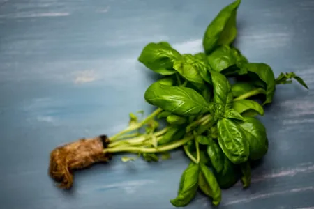 trasplante de la plantula de albahaca