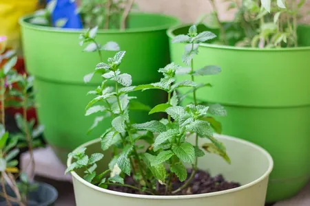 cultivo de la planta de menta en casa