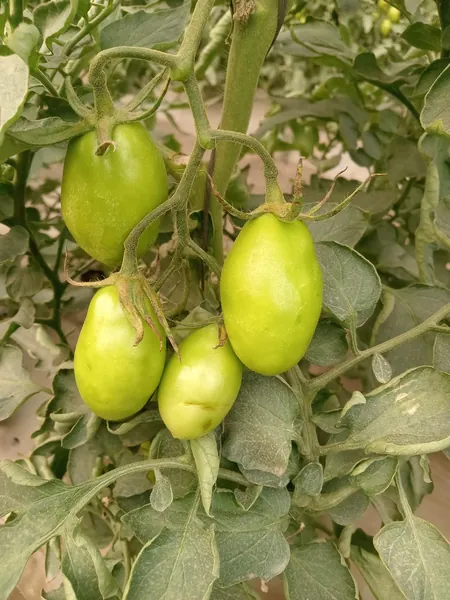 virus rugoso en la produccion de jitomate