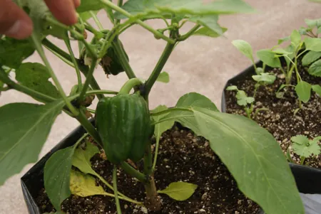 cultivo de pimiento verde por hidroponia en sustrato