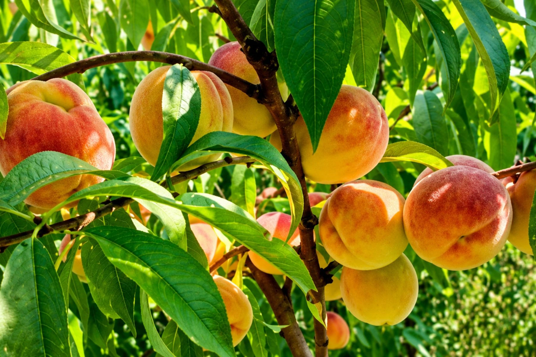 Hidrogel agrícola: Dosis, técnicas y recomendaciones de uso