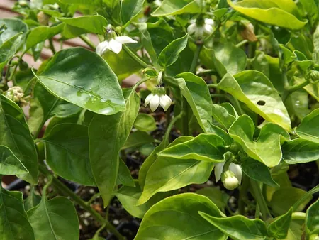 caracteristicas de la planta de pimiento morron
