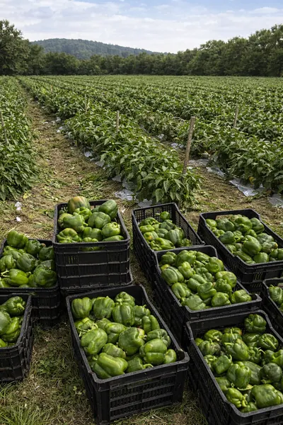 condiciones ambientales para el cultivo del tomate verde