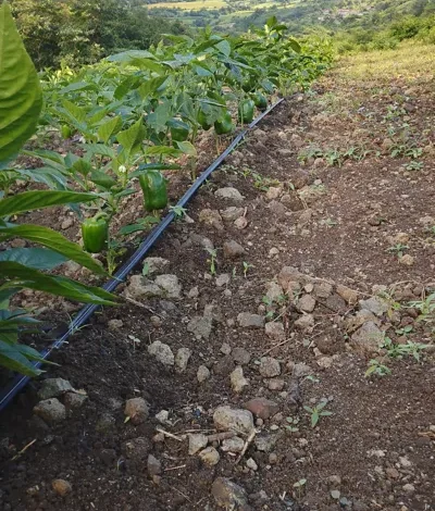 condiciones ambientales para el cultivo de pimiento riego cintilla