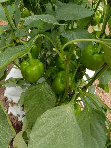 conduccion a dos tallos en pimiento verde