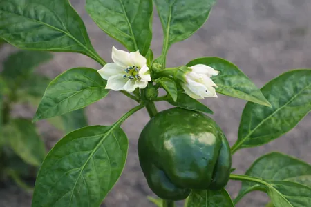 amarre de fruto del pimiento morron