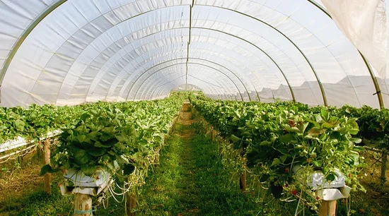 cultivo de fresa por hidroponia en bolis de sustrato fresa hidropónica