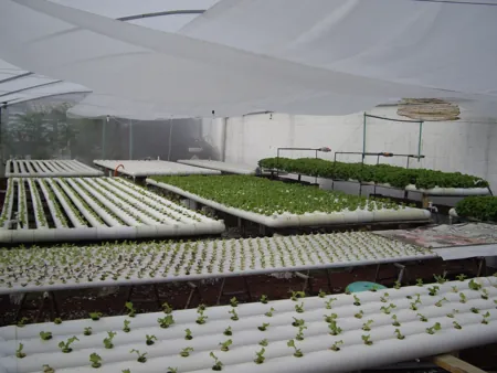 cultivo de hortalizas en sistemas nft por hidroponia hidropónico