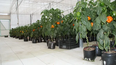 cultivo de pimiento morron dentro de invernadero hidroponico