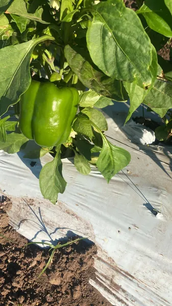 acolchado agrícola en el cultivo de pimiento morron