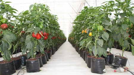 cultivo en sustrato por hidroponia de pimiento