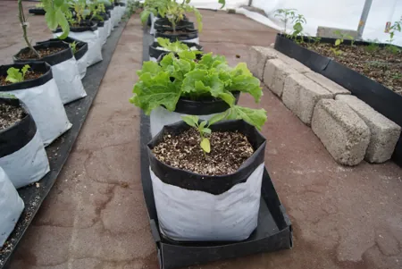 cultivo de hortalizas en hodroponia en bolsa para vivero
