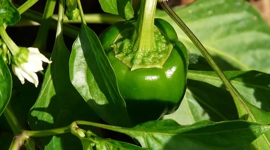 Guía de cultivo de pimiento morrón: manejo en campo, invernadero e hidroponía