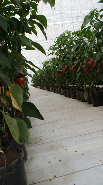 invernadero hidroponico de mpimento morron cultivo en bolsa con ground cover