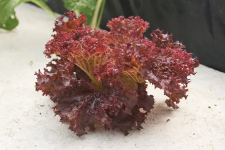 lechuga vulcan en hidroponia raiz flotante