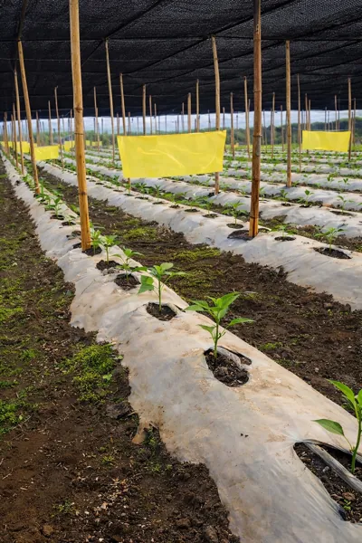 cultivo de tomate verde con acolchado agricola cintilla malla sombra casa sombra