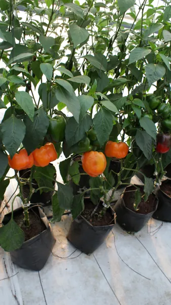 pimiento naranja cultivado en sustrato por hidroponia