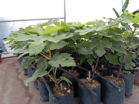 riego por goteo en el cultivo del higo