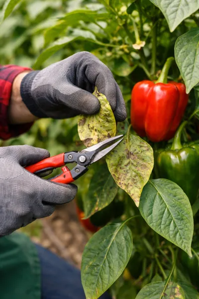 PODA DE MANTENIMIENTO EN EL CULTIVO DE PIMIENTO MORRON