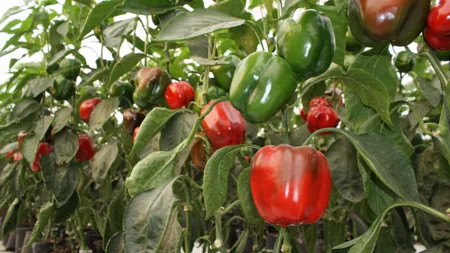 cultivo de pimiento morron y cambio de coloración