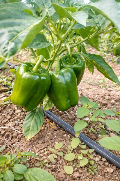 riego de epimeinto a campo abierto