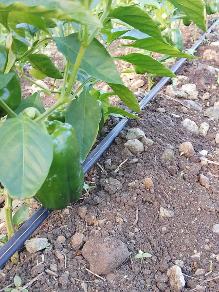 riego por goteo con cintilla de riego en el clultivo de pimiento morron