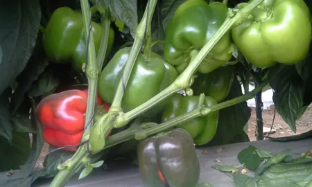 tutoreo en el cultivo del pimiento morron