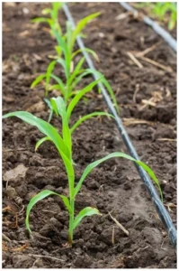 Cintilla de riego en cultivo de maíz