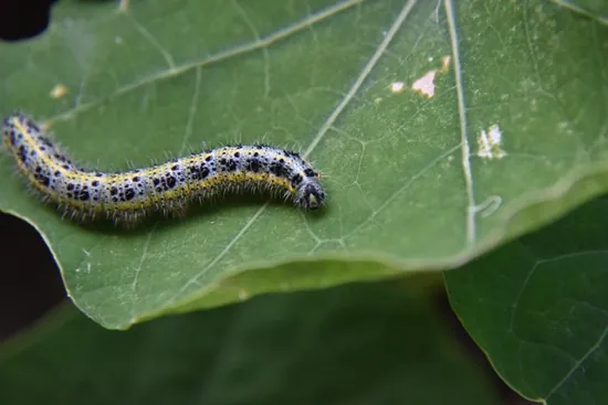 oruga en el cultivo de la col