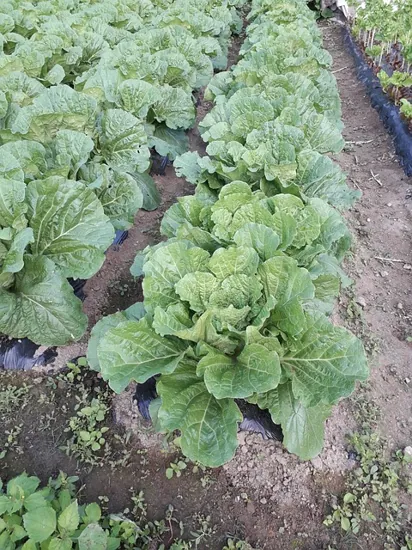 uso de acolchado agricola en el cultivo de col o repollo distancias
