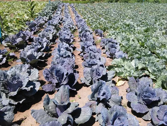 Condiciones ambientales para el cultivo de la col o repollo
