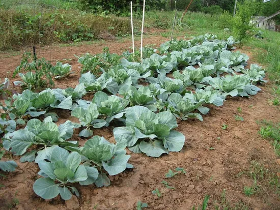 cultivo en huerta de la col o repollo