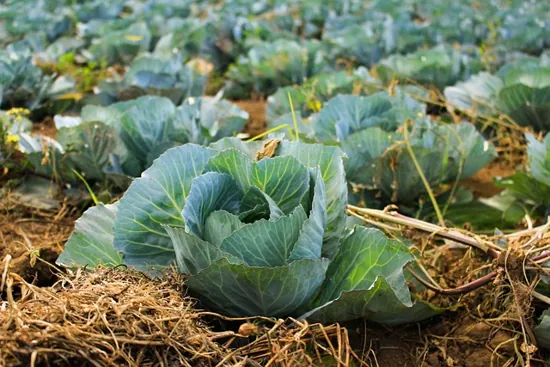 cultivo de col o repollo con paja como mulch mulching