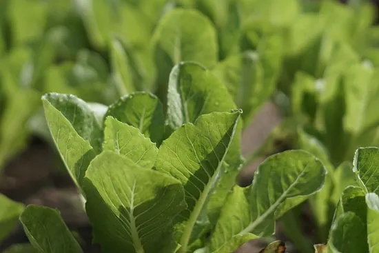 guia de cultivo desarrollo de la col despues del trasplante