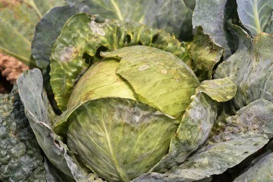mildiu en el cultivo de la col o repollo