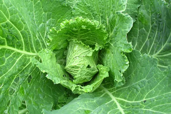 formación de cabeza en el col o repollo guia de cultivo