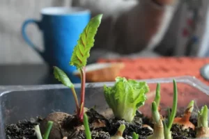 cultivo en almacigo de diferentes hortalizas