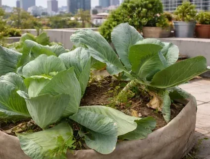 cultivo de col o repollo en huerta en casa