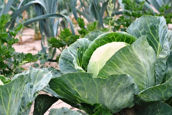 col lista para la cosecha guia de cultivo