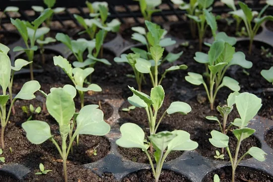cultivo de col o repollo en charola de germinación o semillero termoformado
