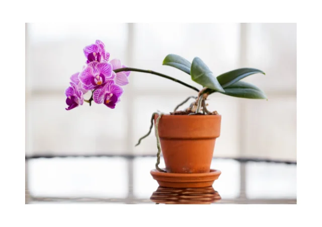 Orquídea en maceta de barro
