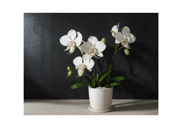 Maceta de cerámica para orquídeas