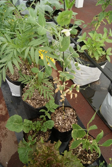 cultivo hidropónico en sustrato perlita mezclado en bolsa para vivero y canaleta hidroponica con cinta de riego