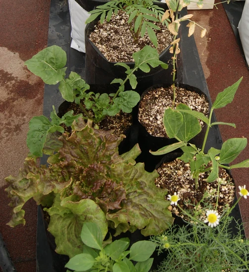 cultivo hidroponico de hortalizas en perlita como sustrato en bolsa para vivero