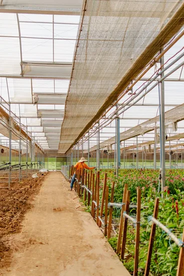 uso de malla sombra beige dentro de invernadero para producción de flores