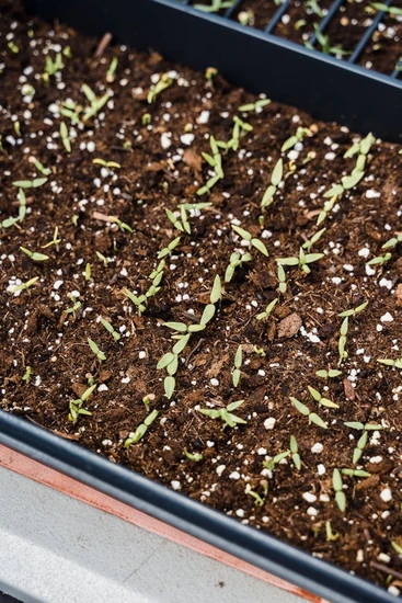 germinación con peatmoss y perlita mineral en almacigo