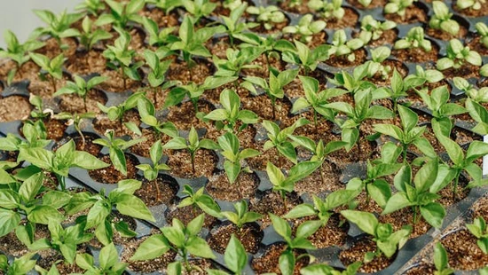cultivo de perlita con polvillo de coco como sustratos