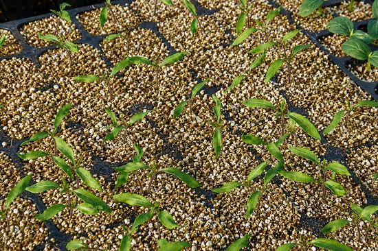 germinacion de peatmoss con vermiculita