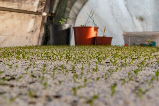 uso de perlita mineral o agrolita para germinacion sola