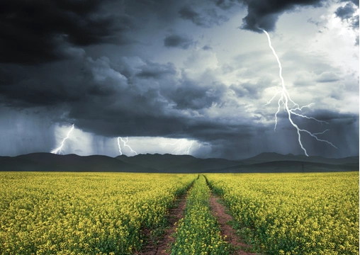 Temporada de lluvias en cultivo de maíz